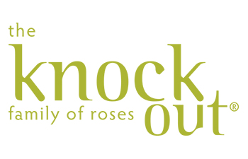 Knock Out® Rose