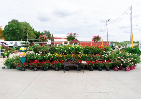 Jersey Days 2024 - 1