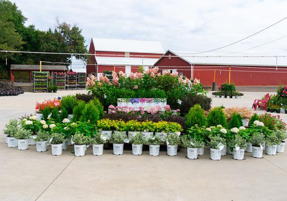 Jersey Days 2024 - 8