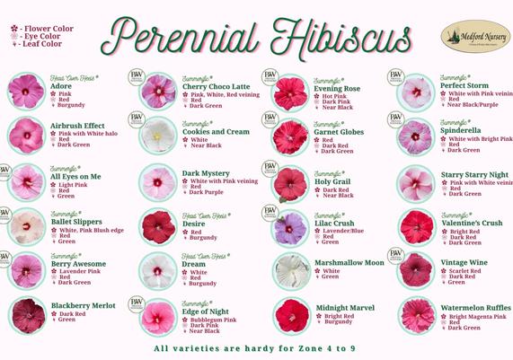 Perennial Hibiscus Flower & Leaf Color Chart