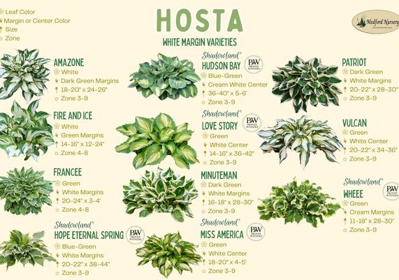 Hosta White Margin Leaf Color Charts
