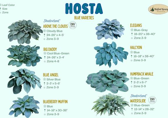 Hosta Blue Leaf Color Chart