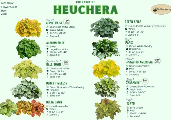 Green Heuchera Leaf Color Chart