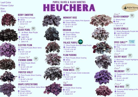 Purple, Silver, & Black Heuchera Leaf Color Chart