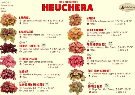 Red & Tan Heuchera Leaf Color Chart