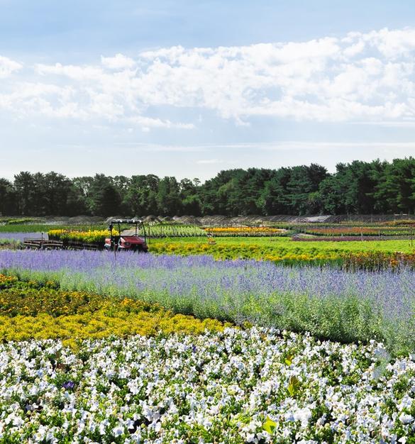 Your Source for Premium Shrubs, Perennials, and Roses