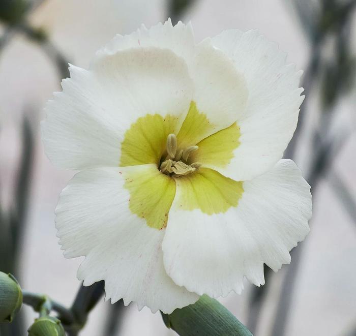 Dianthus American Pie® Key Lime Pie