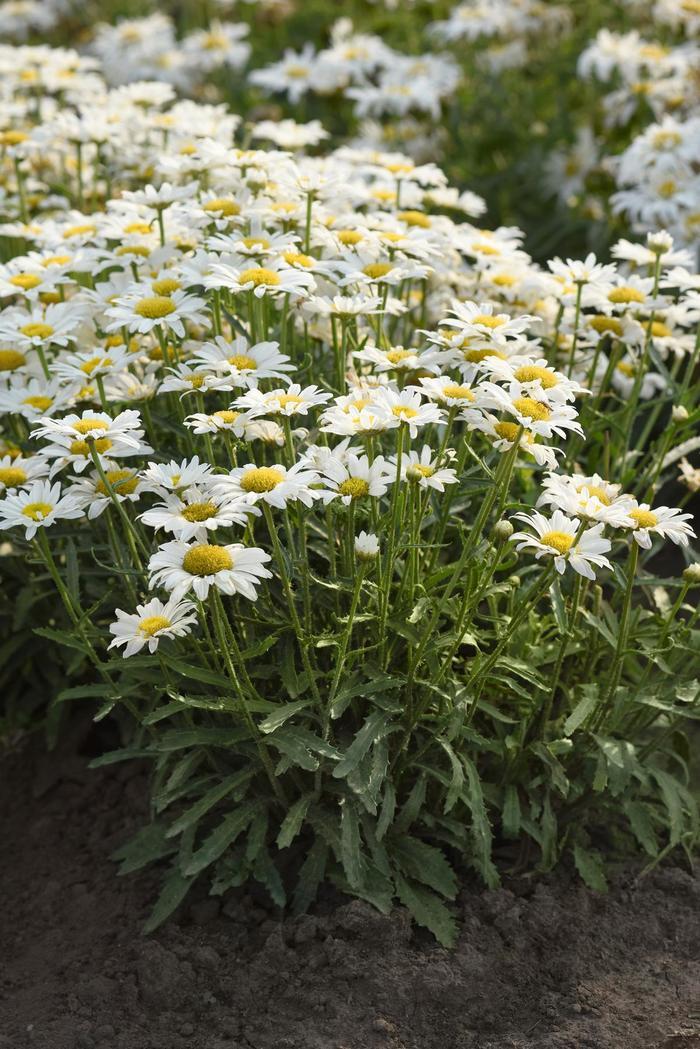 Leucanthemum x superbum Make My Daisy™ Happy PP35183