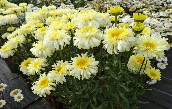 Leucanthemum x superbum RealFlor® Real Charmer