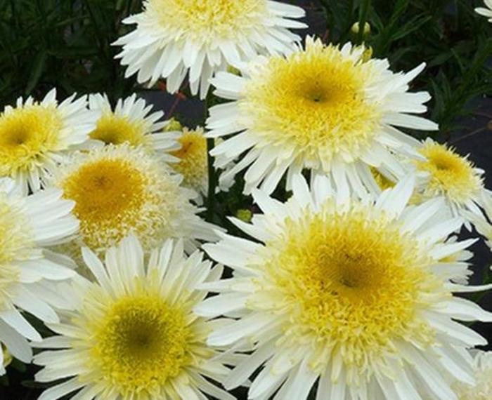 Leucanthemum x superbum Realflor® Real Glory