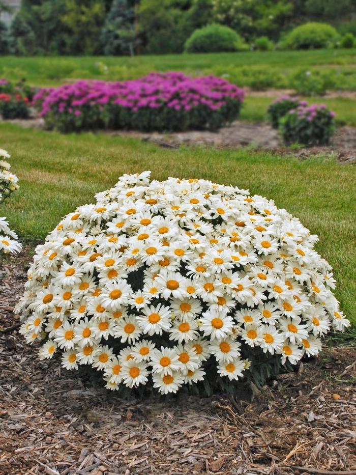Leucanthemum x superbum Whoops-a-Daisy