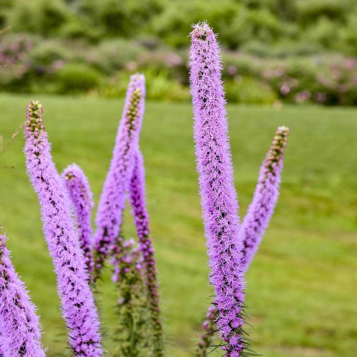 Liatris pycnostachya Lavender Glowsticks