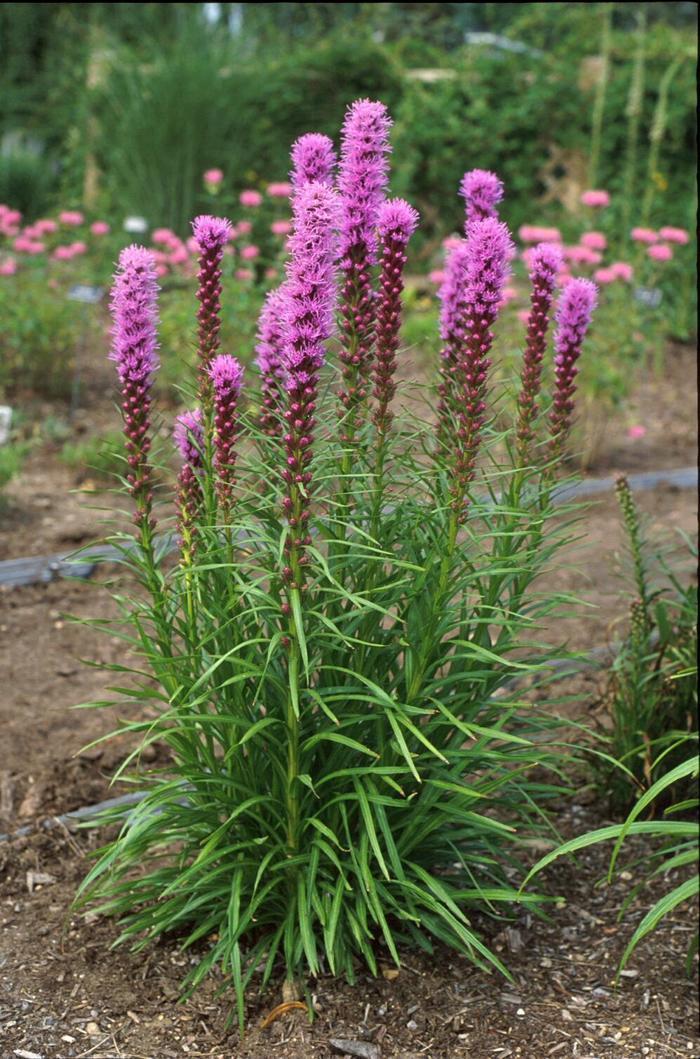Liatris spicata Kobold Original