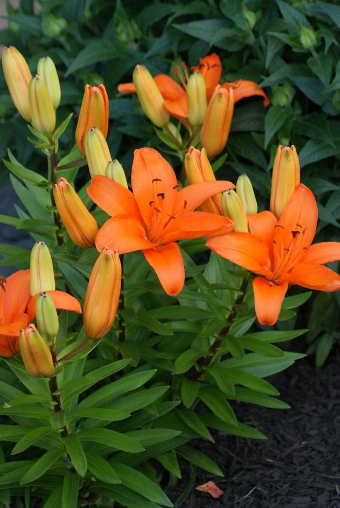 Lilium Lily Looks™ Tiny Dino PP16307