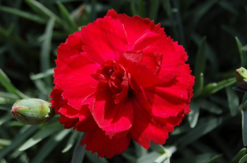Dianthus Early Bird™ Radiance PP21824