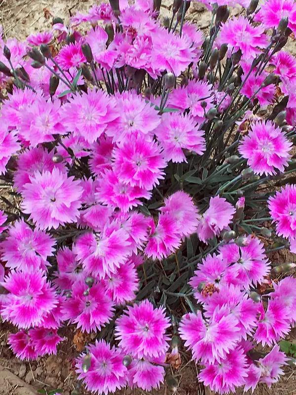 Dianthus Everbloom™ Watermelon Ice PP33901