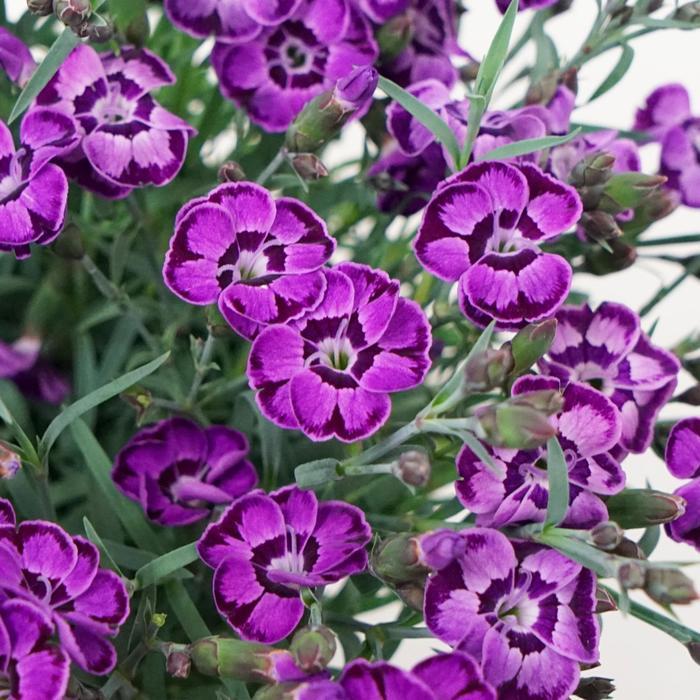 Dianthus Everlast™ Violet Blue PP33998