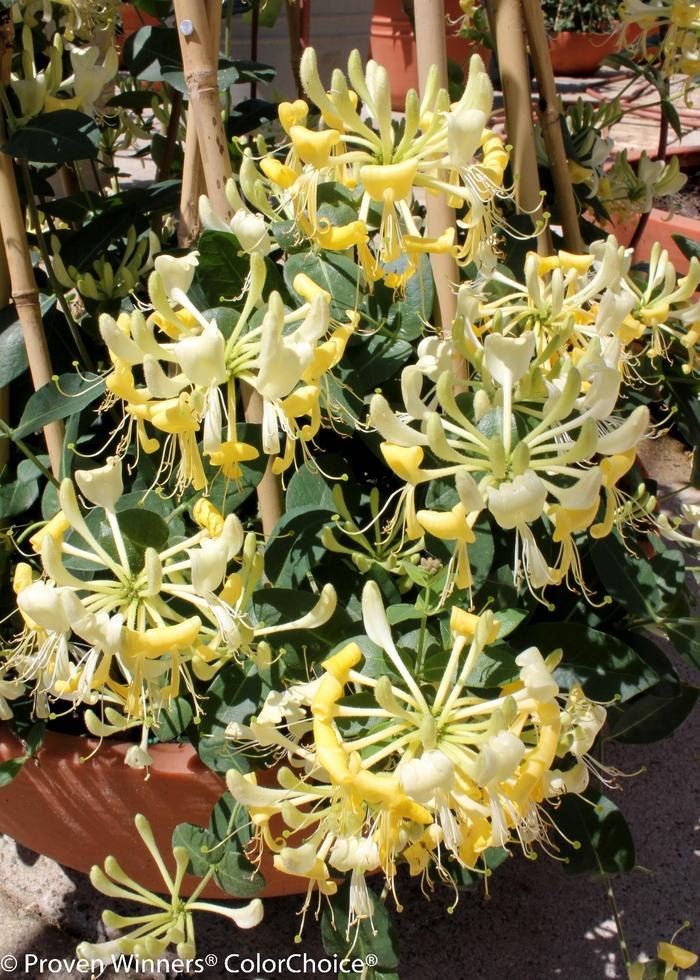 Lonicera periclymenum Scentsation PP16240