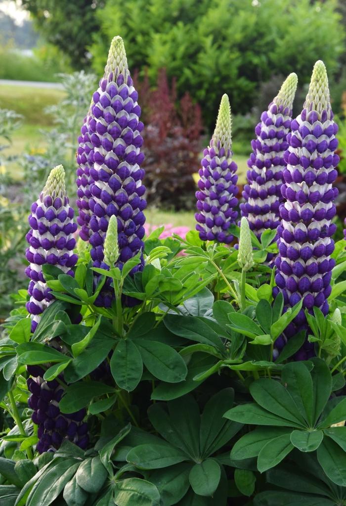 Lupinus Westcountry™ Blacksmith PP29909