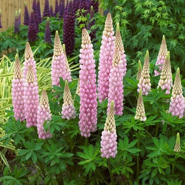 Lupinus Westcountry™ Blossom PP18813