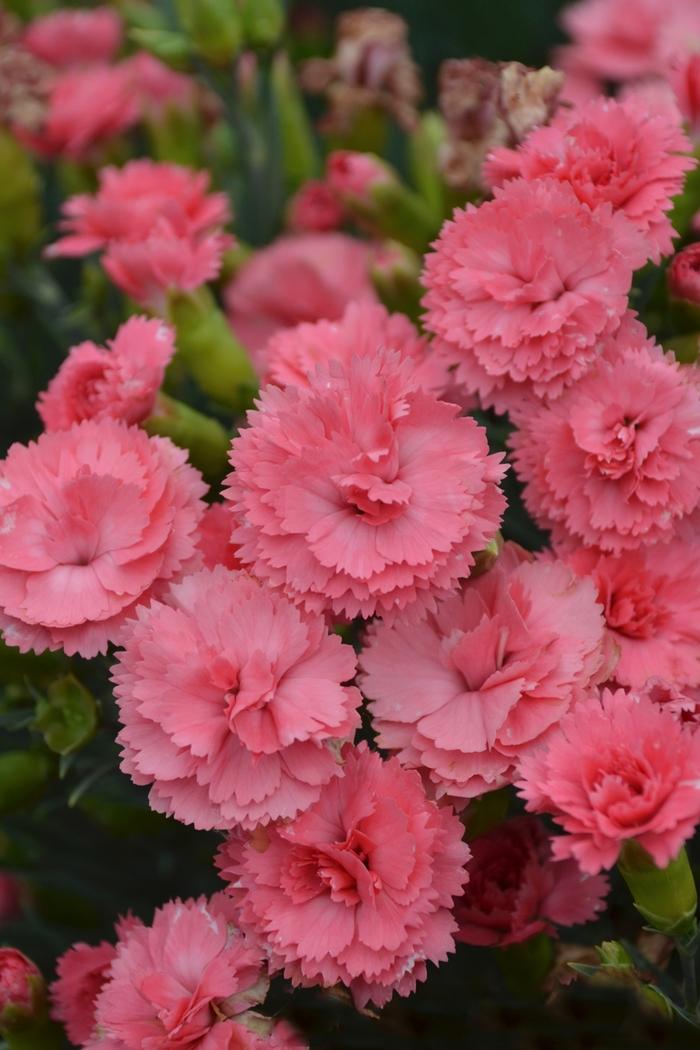 Dianthus Fruit Punch® Classic Coral