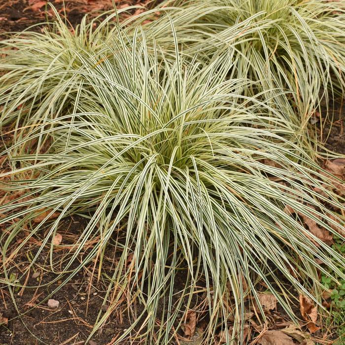 Carex Feather Falls