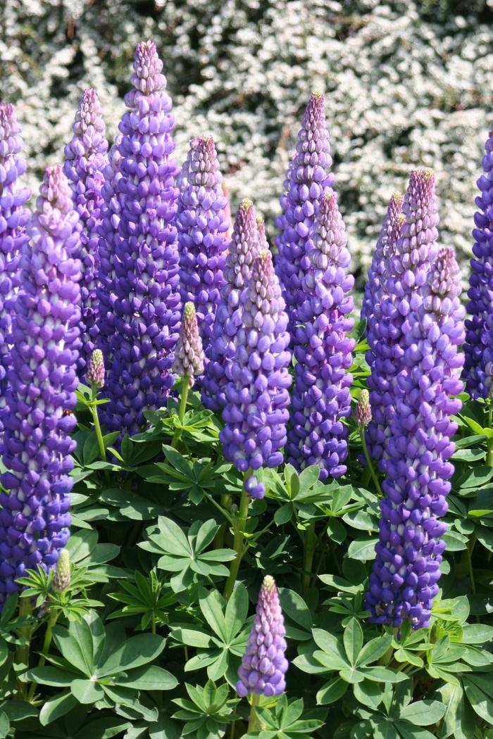 Lupinus Westcountry™ Persian Slipper PP18733