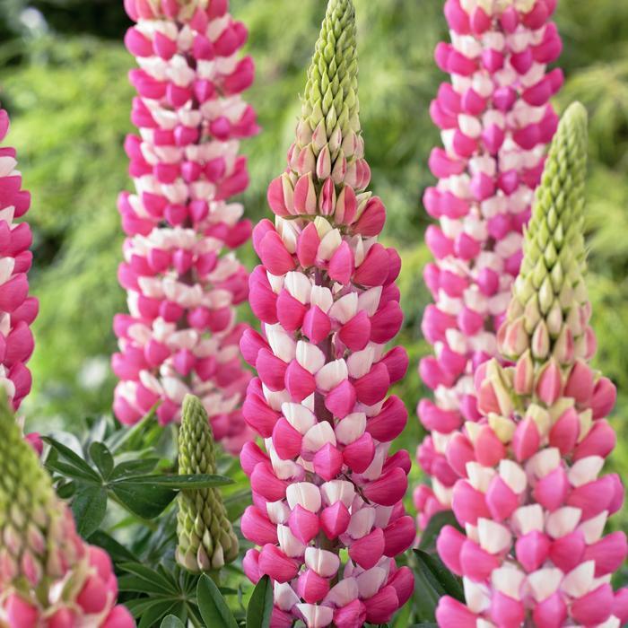 Lupinus Westcountry™ Rachel De Thame PP29833