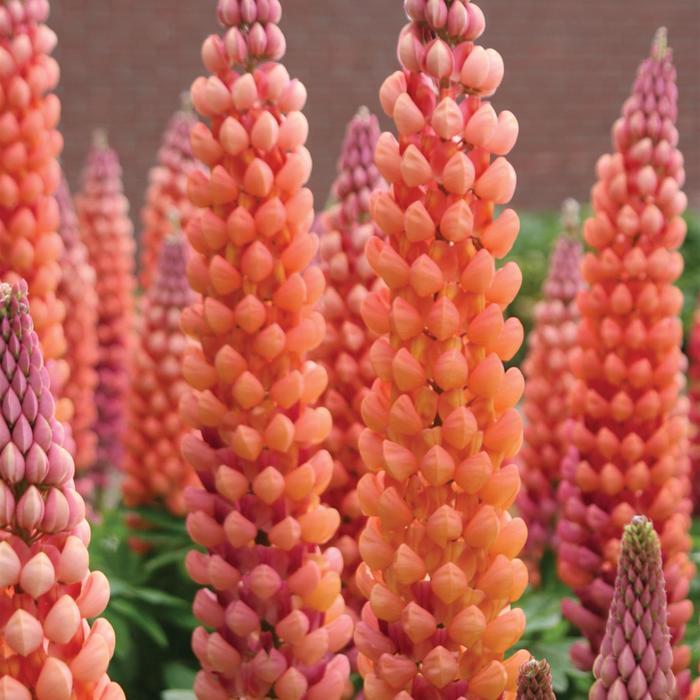 Lupinus Westcountry™ Salmon Star PP18718