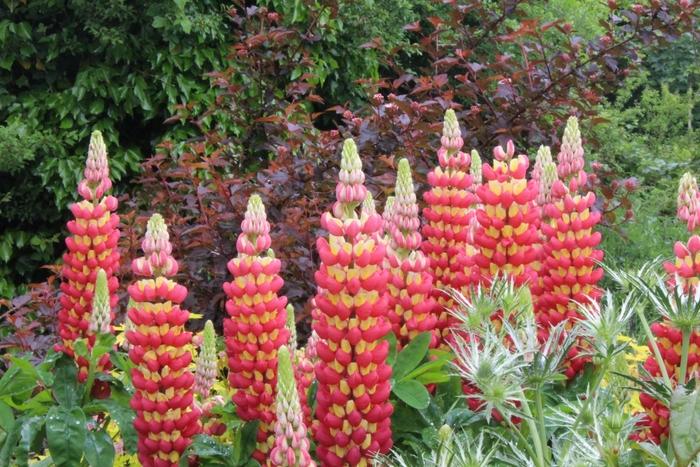 Lupinus Westcountry™ Tequila Flame PP23047