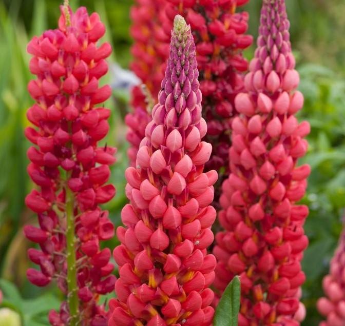 Lupinus Westcountry™ Towering Inferno PPAF