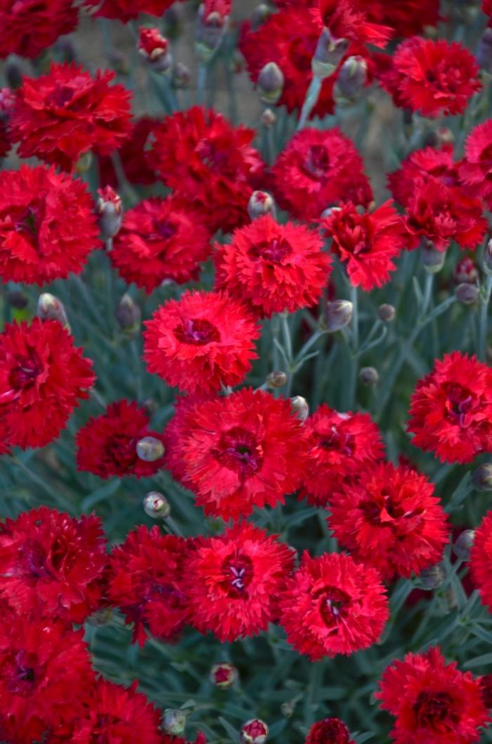 Dianthus Fruit Punch® Maraschino