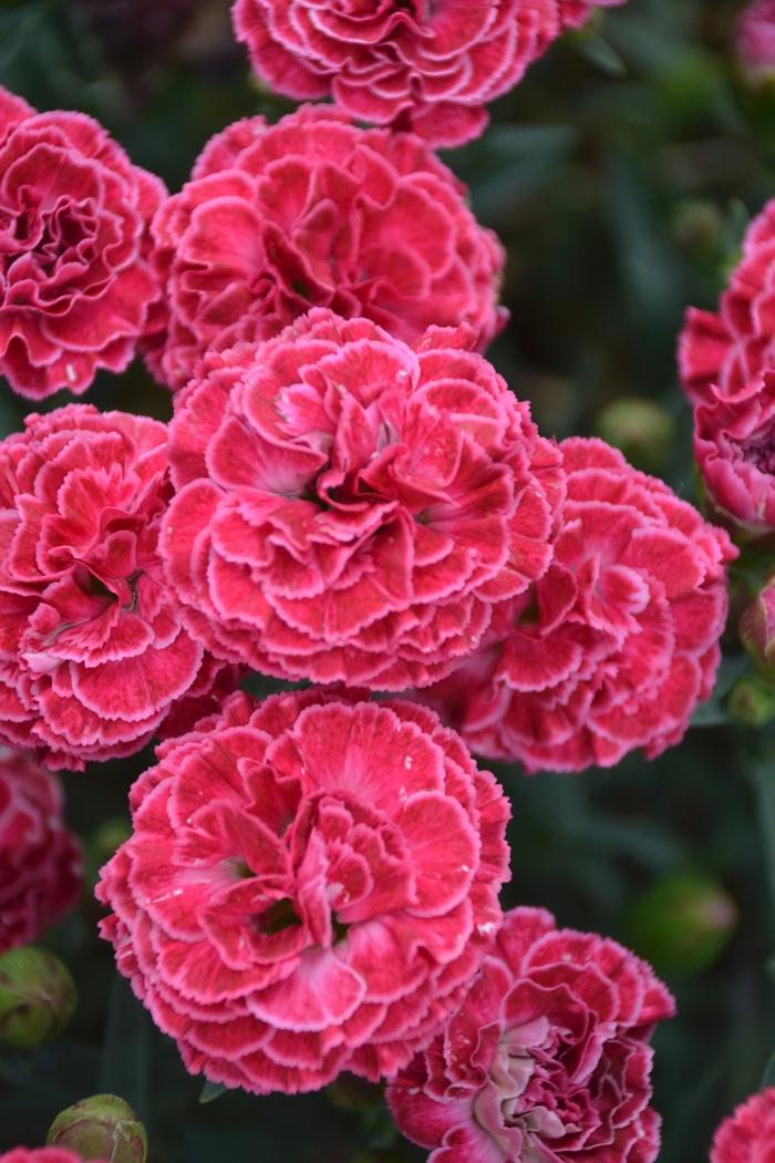 Dianthus Fruit Punch® Raspberry Ruffles