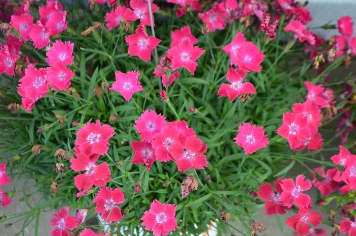 Dianthus Kahori® Scarlet