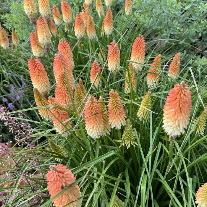 Kniphofia Pyromania® Hot and Cold PP31185