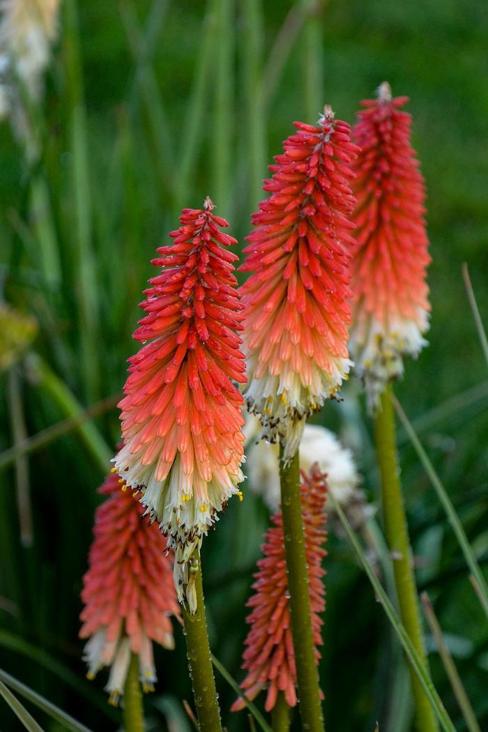 Kniphofia Winners Club™ High Roller PP32295