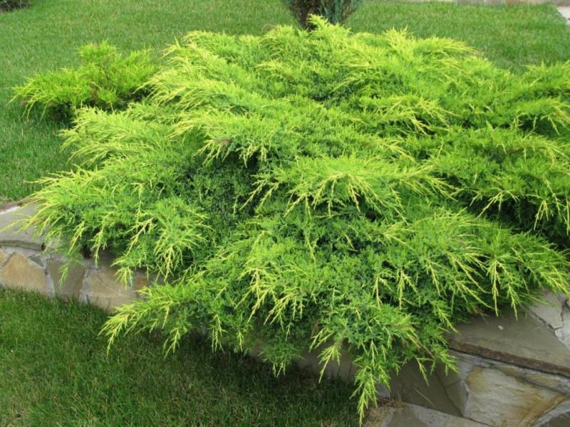 Juniperus chinensis Pfitzerana Aurea