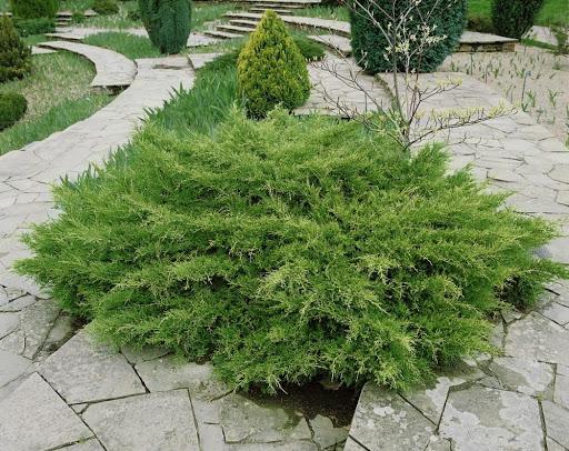 Juniperus chinensis Pfitzerana Compacta