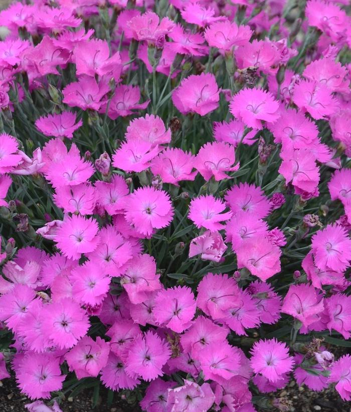 Dianthus Paint the Town Fuchsia