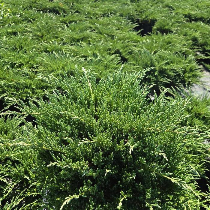 Juniperus chinensis var. sargentii Viridis