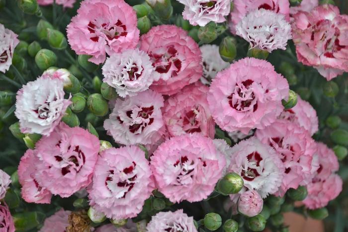 Dianthus Pretty Poppers® Appleblossum Burst