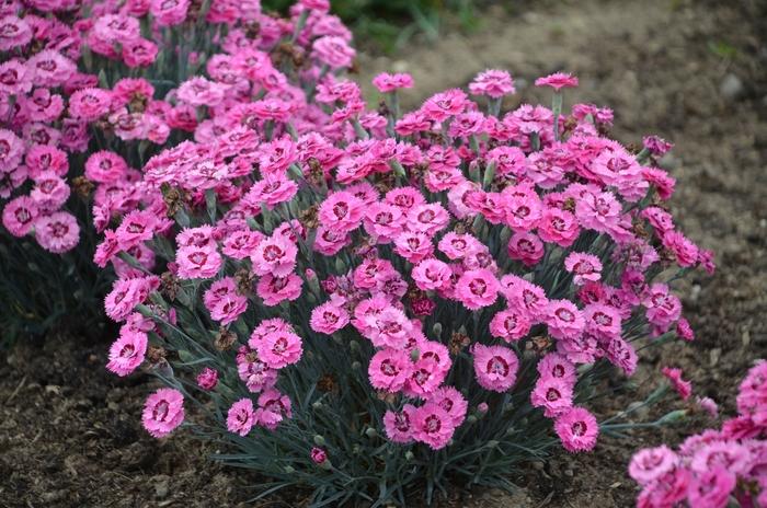 Dianthus Pretty Poppers® Cute as a Button