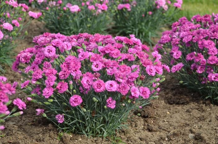 Dianthus Pretty Poppers® Goody Gumdrops