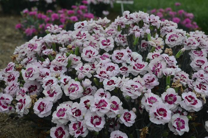 Dianthus Pretty Poppers® Kiss and Tell