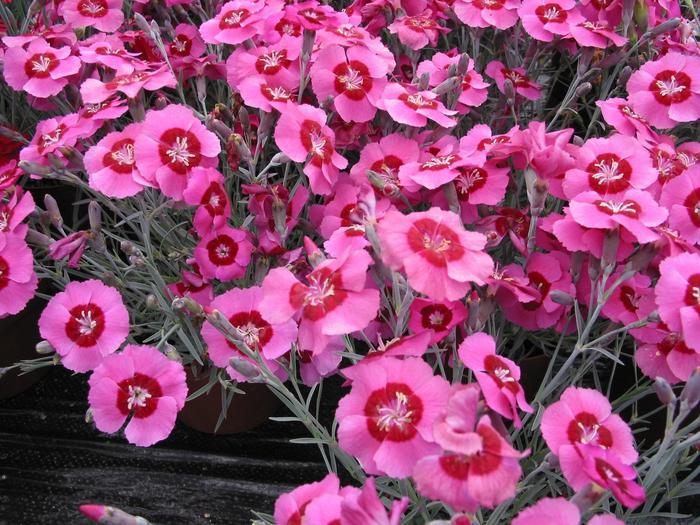 Dianthus Star™ Peppermint Star
