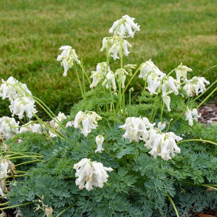 Dicentra White Diamonds