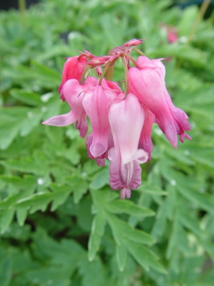 Dicentra eximia 