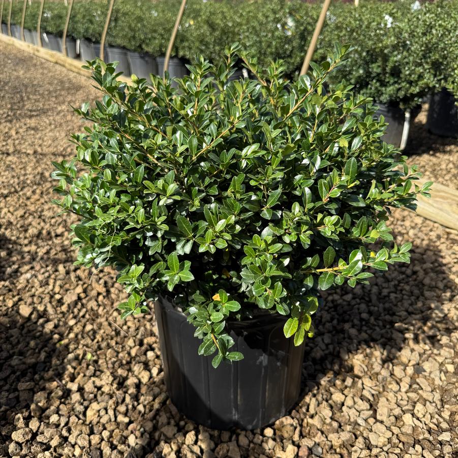 Ilex crenata Green Luster