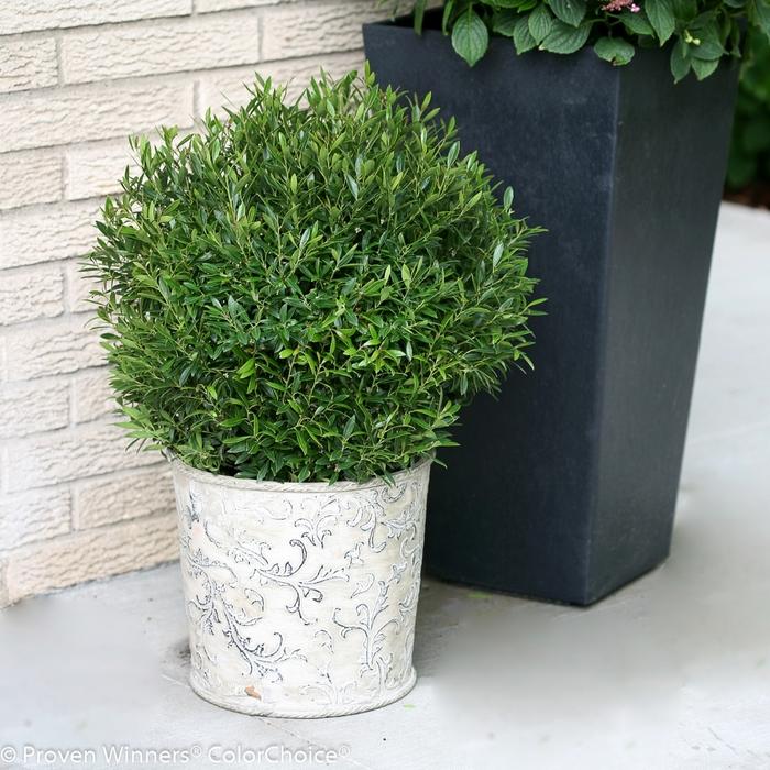 Ilex glabra Gem Box® PP27554