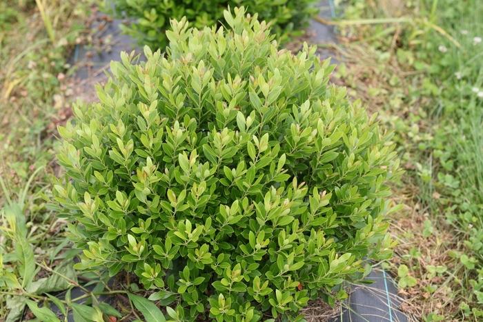 Ilex glabra Strong Box® PP30147